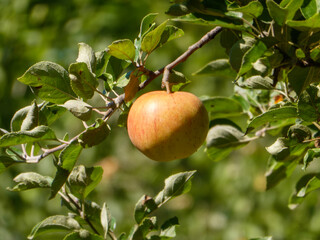Ripe Apple Hanging on Tree Branch.