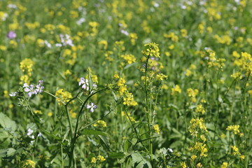 Mustard flowers in a field