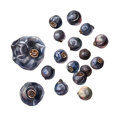 A hand-drawn illustration painting of black peppercorns set in a soft watercolor style, artistic, painted design, EPS format, featuring delicate brush strokes, isolated on a white background