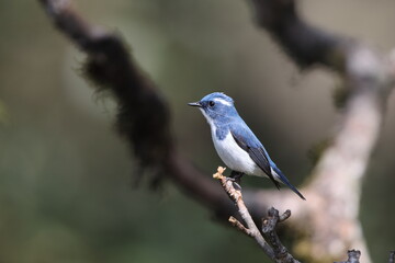 Obraz premium Ultramarine flycatcher or the white-browed blue flycatcher (Ficedula superciliaris superciliaris) is a small arboreal Old World flycatcher in the Ficedula genus.This photo was taken in Northwest India