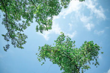 木と空
