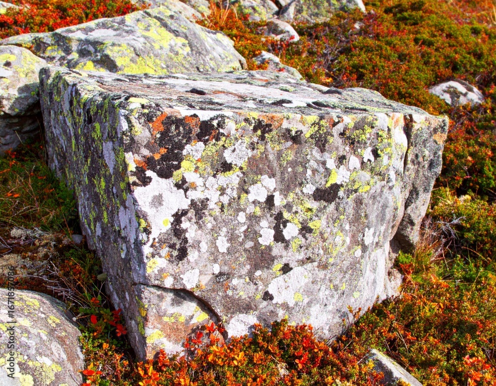 Poster close up of a weathered boulder covered in lichen with autumn foliage in background