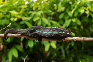 Camaleón raro de Madagascar