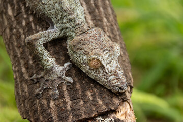 Geko de cola plana de Madagascar, conocido por su alta capacidad de camuflaje