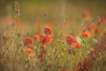 Poppies blooming in Sussex farmland, with selective focus