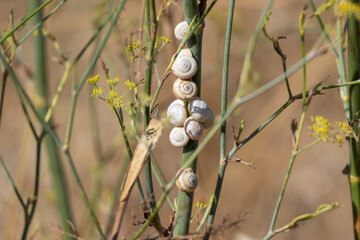 Snails climbing a fennel stalk in summer © João Macedo