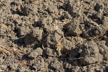 Dry cracked soil with straw waiting for new crops in the field
