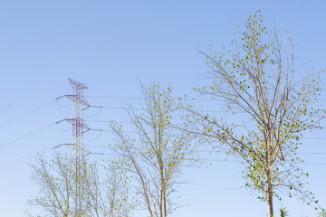 Power lines towering over budding trees under blue sky