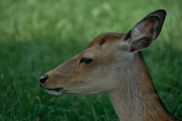 Wild deer in green grass. Close-up of head and ears. Nature, summer, wildlife, natural habitat.