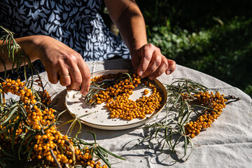 Middle aged woman cutting ripe sea buckthorn berries off the branches with small scissors sitting...