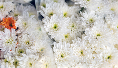 Top view white mum flower bouquet, close-up of  white Chrysanthemum  flower