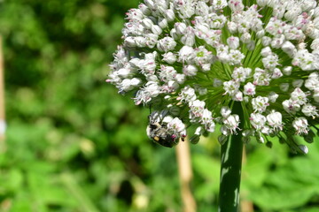 bug on the flower