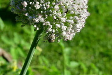 bug on the flower