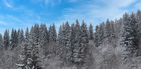 Winter frost coats pine trees in a serene forest under a bright blue sky