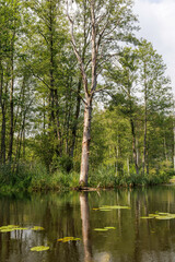 Dead Tree in a Forest River