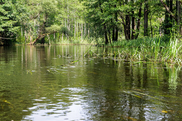 Sunlight on a Forest River