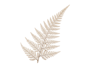 Delicate fossilized prehistoric fern frond with intricate venation in soft sepia tones, isolated on transparent with copy space, high-key studio lighting. Concept of scientific wonder