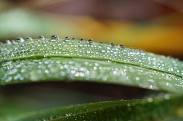 Dew drops on a green plant. The background image.