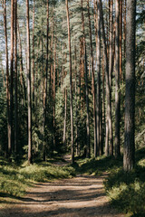 Obraz premium path in the forest