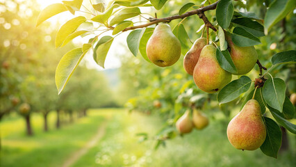 Pear hanging tree in garden, Pear tree in natural warm sunlight background