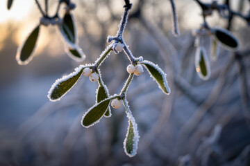 Delicate Frost-Covered Mistletoe Branch Glimmering in Morning Light with Soft Background Hues