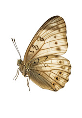 Meticulously detailed, fragile butterfly with faded sepia and muted ochre wings splayed open against transparent background, abundant copy space, concept of nature's fragile beauty