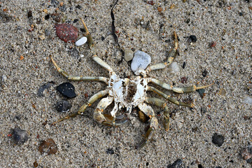 Close-up photograph of a crab exoskeleton lying on sand with small stones, symbolizing nature, decay, and the cycle of life by the sea.