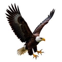 Obraz premium Majestic Bald Eagle in Flight, Isolated on White