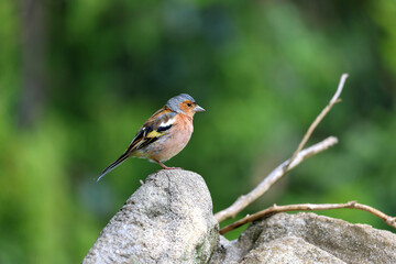 A chaffinch close-up on a stone outdoors