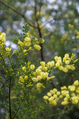 Yellow Flowers Golden Wattle Acacia Pycnantha Australia’s National Flower in Bloom