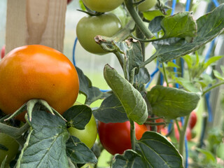 Fresh, organic tomatoes ripening on a vine. Perfect for summer recipes and healthy eating.