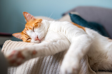 brown and white cat sleeps on a sofa in the living room