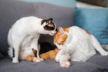 black and white cat licks a brown and white cat on a sofa