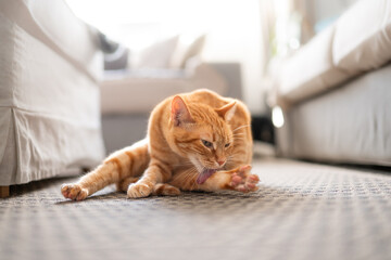 Fototapete bei efototapeten.de bestellen   