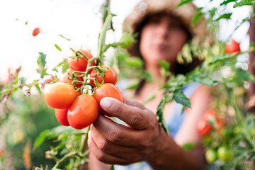 Close up woman hands holding fresh ripe cherry tomatoes outdoors in vegetables garden