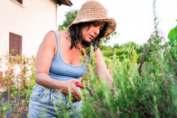 young woman gardener cutting rosemary branches from a vegetables garden, concept of agriculture