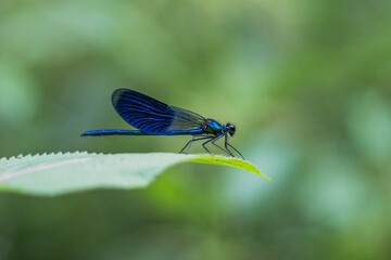 Close-up of a Blue Damselfly on a Leaf 