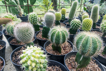 Many kinds of cute cactus and succulents in pots