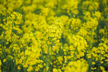 Obraz premium Golden Canola Fields in Full Bloom