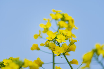 Obraz premium Yellow Canola Flowers in Full Bloom against Blue Sky in Spring