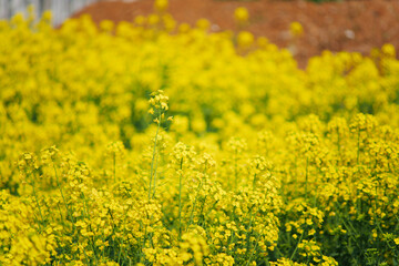 Obraz premium Golden Canola Fields in Full Bloom