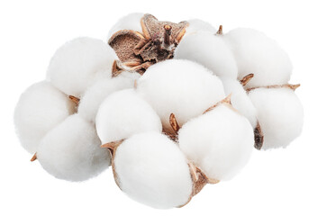 Fluffy cotton bolls isolated.