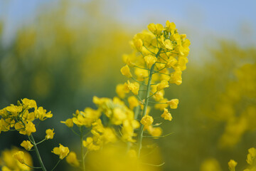 Fototapeta premium Yellow Canola Flowers Blooming in Spring
