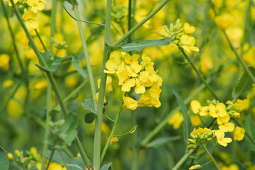 Yellow Canola Flowers Blooming in Spring