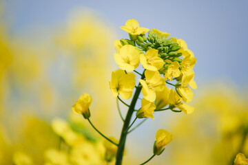 Close-Up of Blooming Yellow Canola Flowers