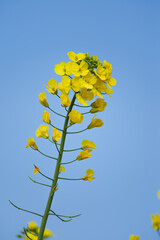 Yellow Canola Flowers in Full Bloom against Blue Sky in Spring