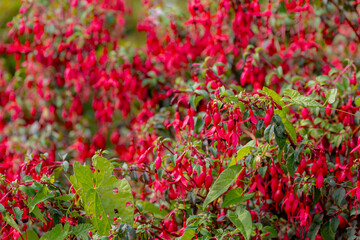 Selective focus of Fuchsia magellanica, Purple red flower in the garden, Hummingbird fuchsia or...