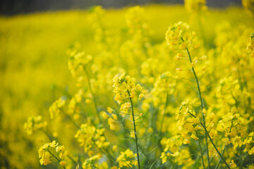 Obraz premium Golden Canola Fields in Full Bloom