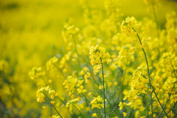 Golden Canola Fields in Full Bloom