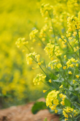 Golden Canola Fields in Full Bloom